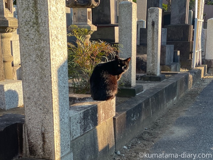 黒猫さん