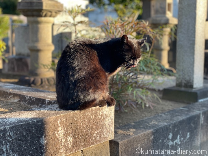 黒猫さん