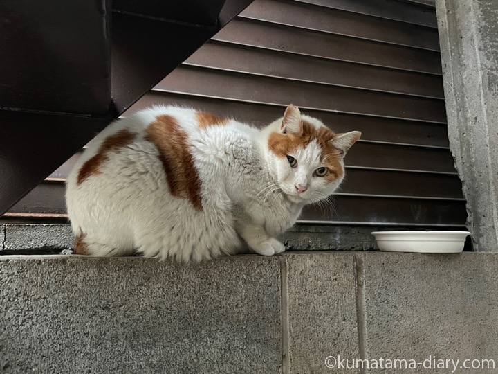 茶トラ白猫さん