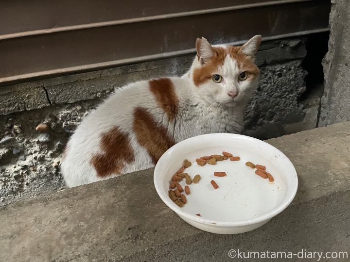 茶トラ白猫さん