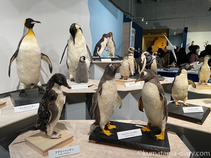 鳥展のペンギン