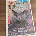 にゃんたまωで癒される「日刊ニャンダイ」