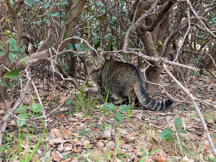 キジトラ猫さん