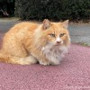 長毛猫さん