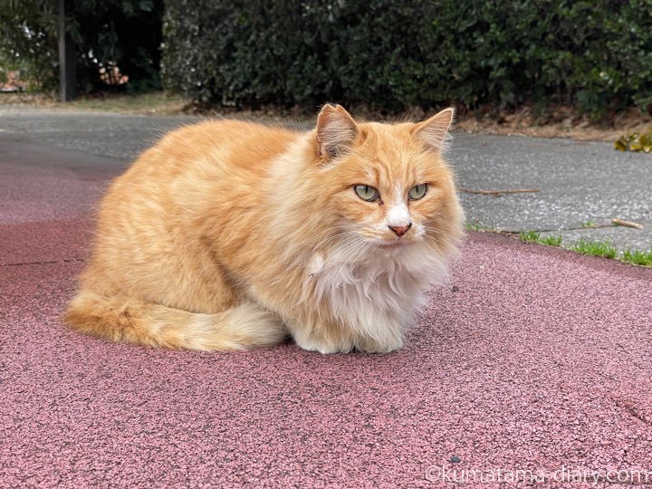 長毛猫さん