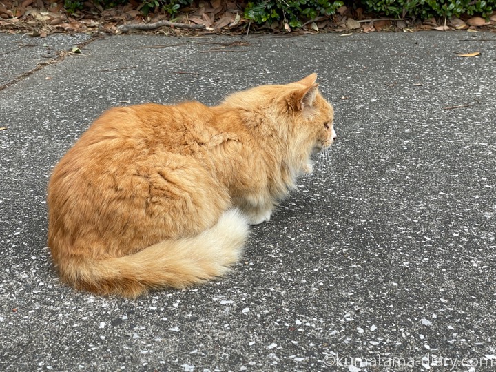 長毛猫さん