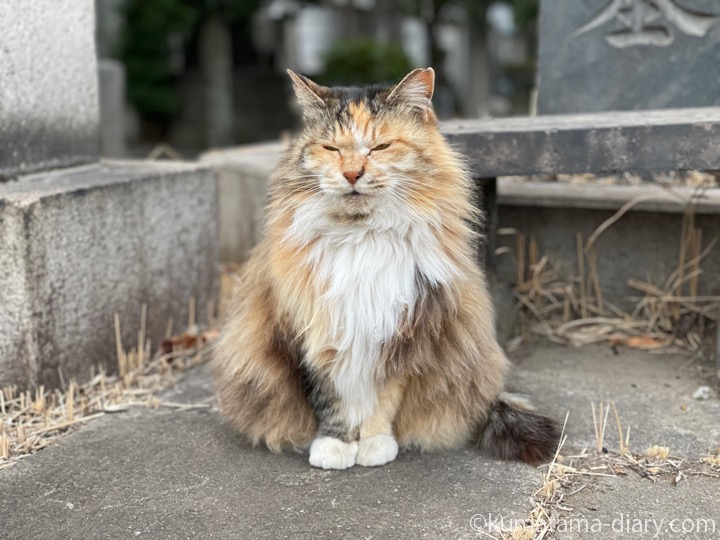 長毛の三毛猫さん