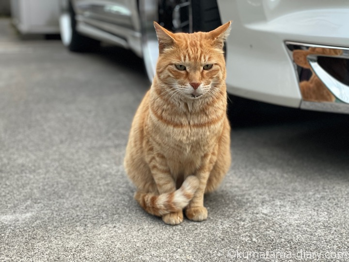 茶トラ猫さん