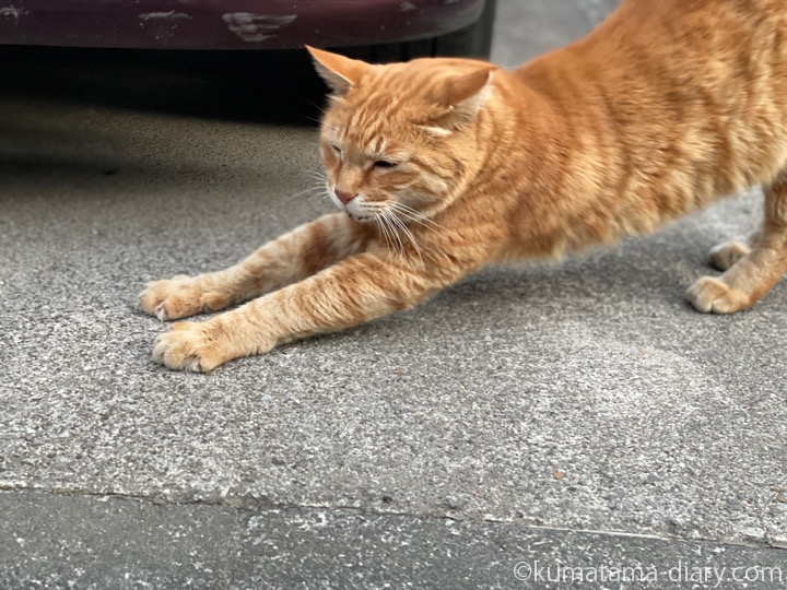 茶トラ猫さん