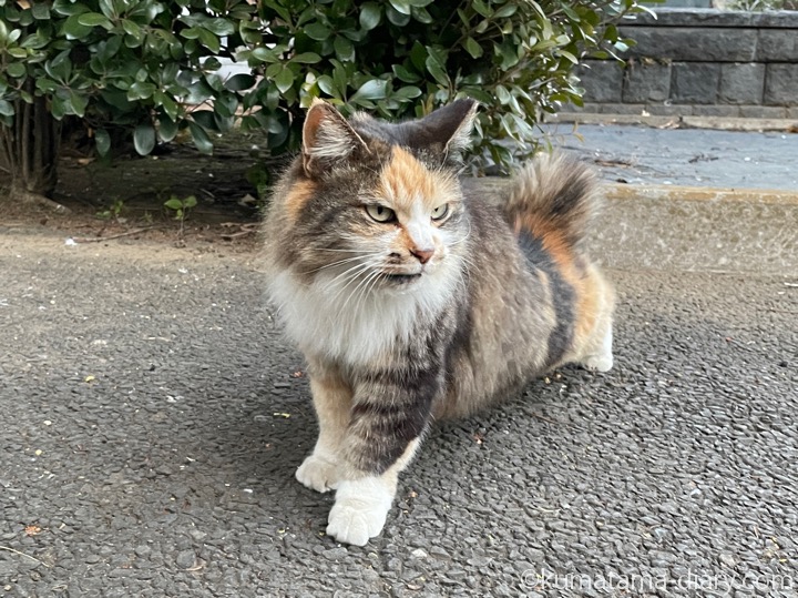 長毛の三毛猫さん