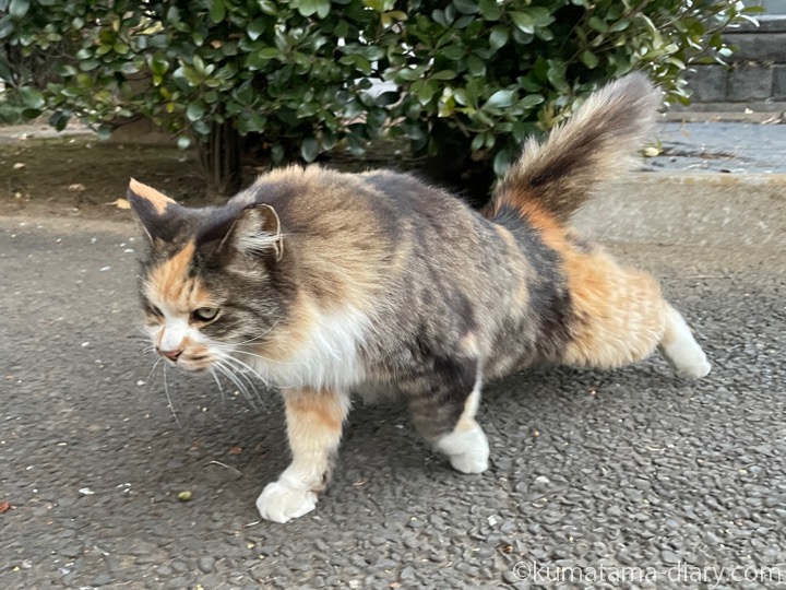 長毛の三毛猫さん