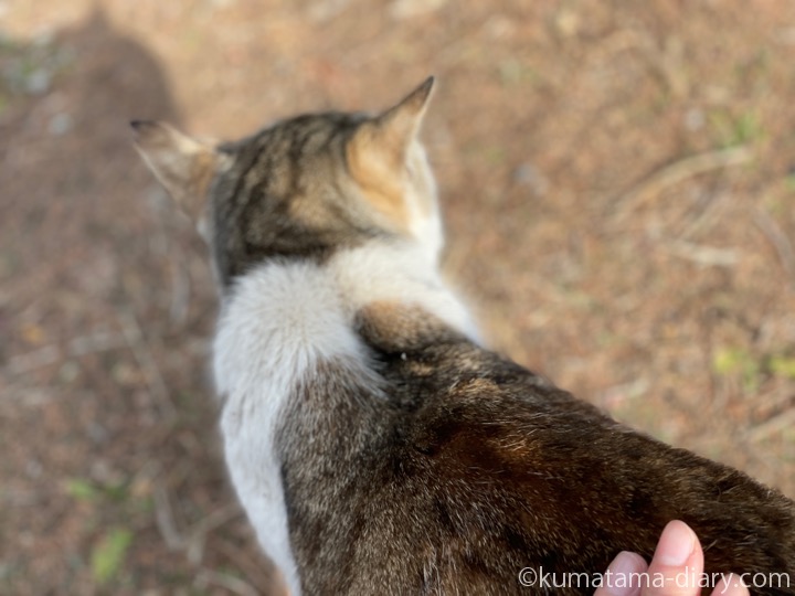 キジトラ白猫さん