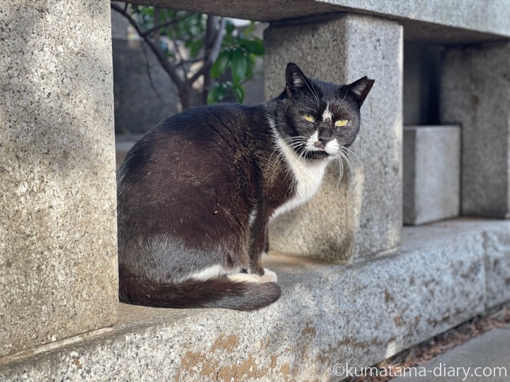 黒白猫さん