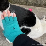 鳴いていた猫さんをお尻トントンしました