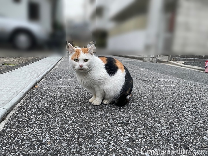 三毛猫さん