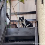 今年初めて会えた猫さん