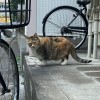 三毛猫さん