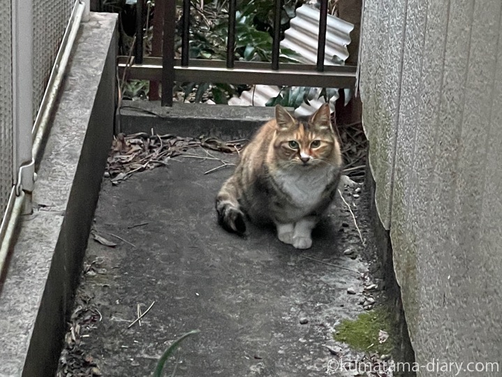 三毛猫さん