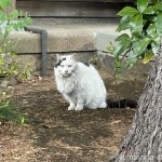 逃げ足が速い猫さん