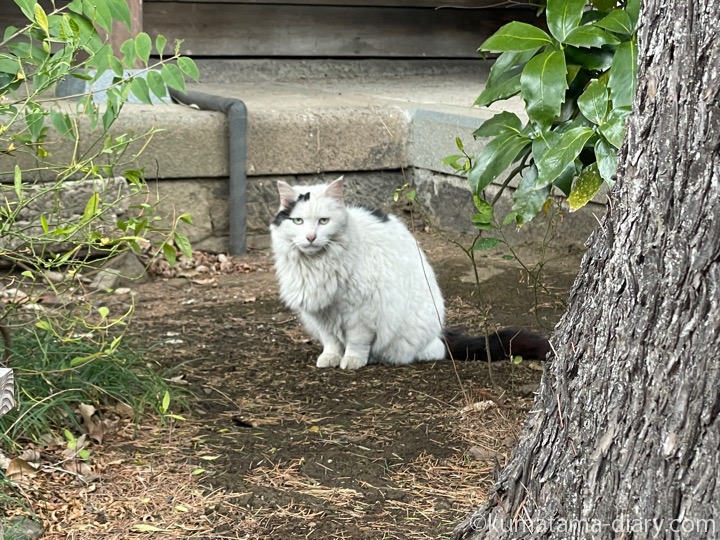 白黒猫さん