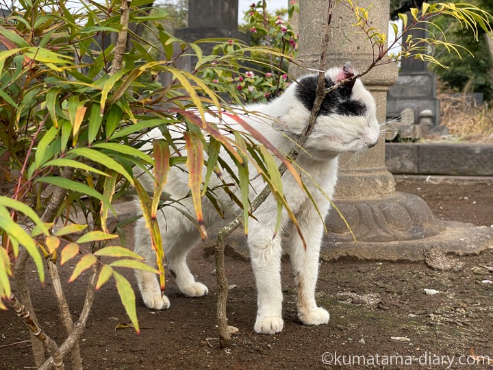 スリスリ白黒猫さん