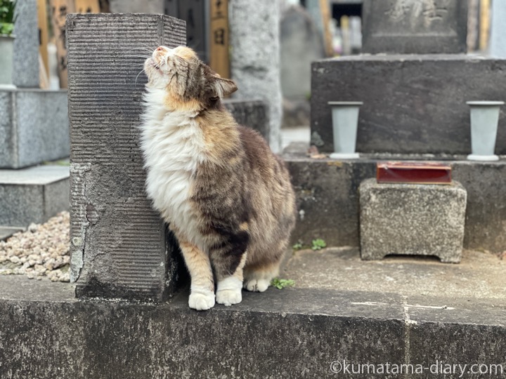 長毛の三毛猫さん