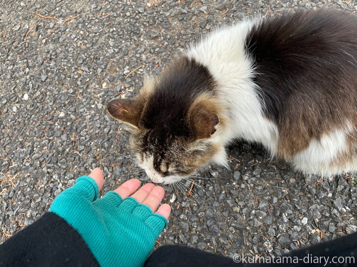 長毛猫さん