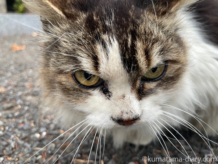 長毛猫さん