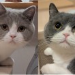 ブリティッシュショートヘアさん