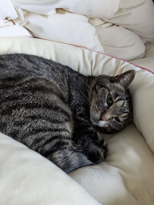キジトラ猫さん