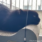 横顔も美しい猫