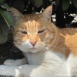 茶トラ白猫さん
