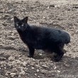 黒猫さん