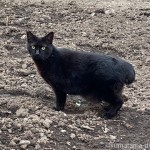 しっぽが丸い黒猫さん