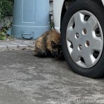 見かけると嬉しくなる猫さん