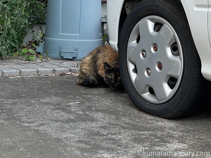サビ猫さん