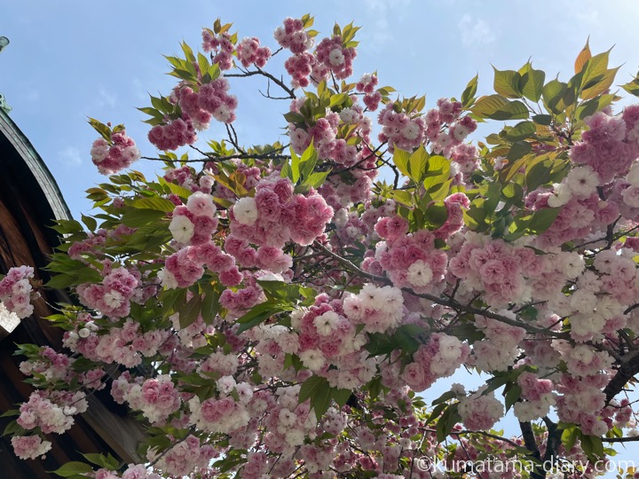 八重桜