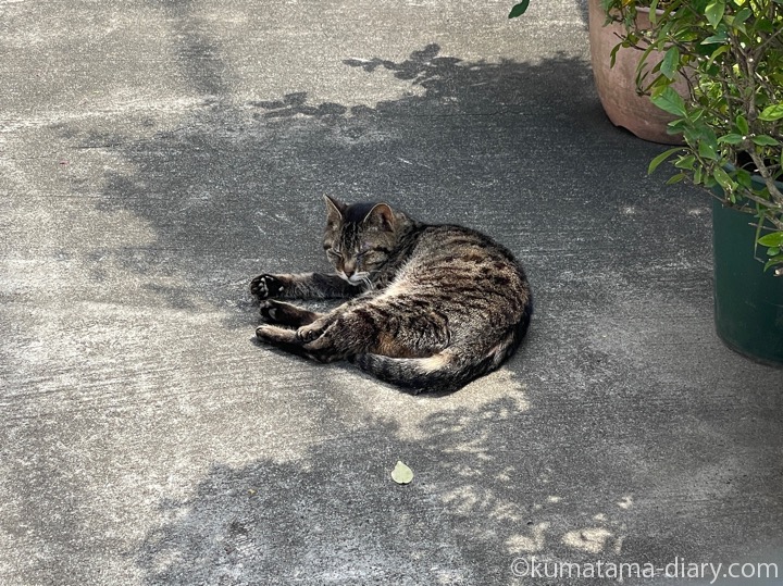 キジトラ猫さん