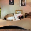 眠る三毛猫さん