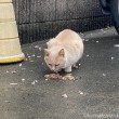 エサを食べる猫さん