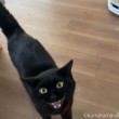 エコバックスとふみお
