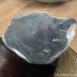 ネットふみお