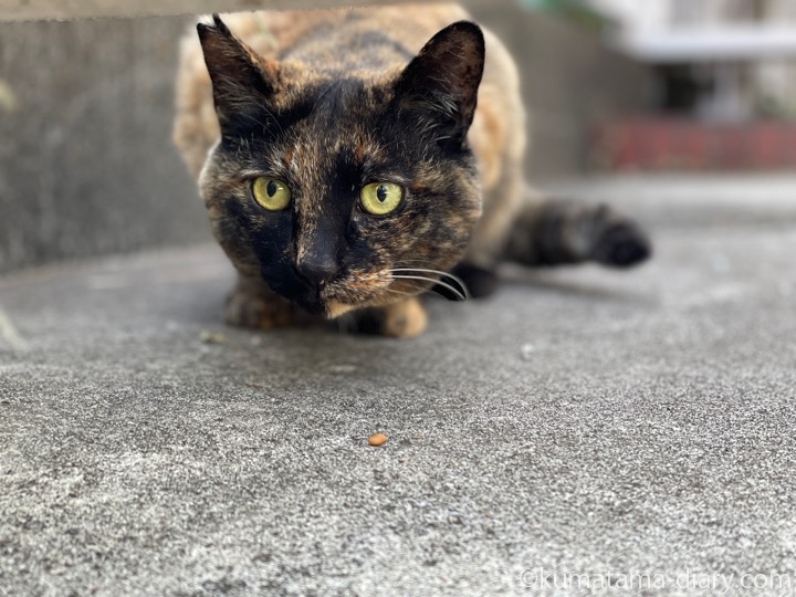 サビ猫さん