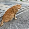 茶トラ猫さん