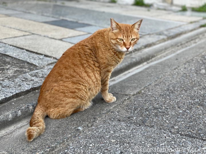 茶トラ猫さん