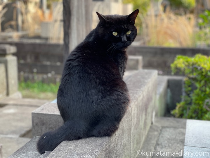 黒猫さん