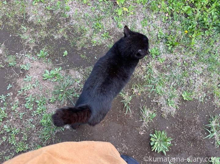 黒猫さん