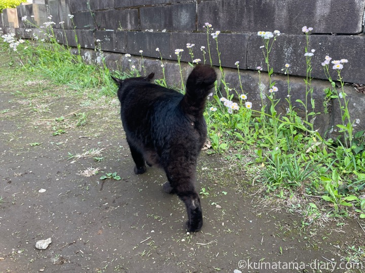 黒猫さん