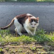 キジトラ白猫さん