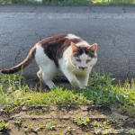 墓地の猫さんたち
